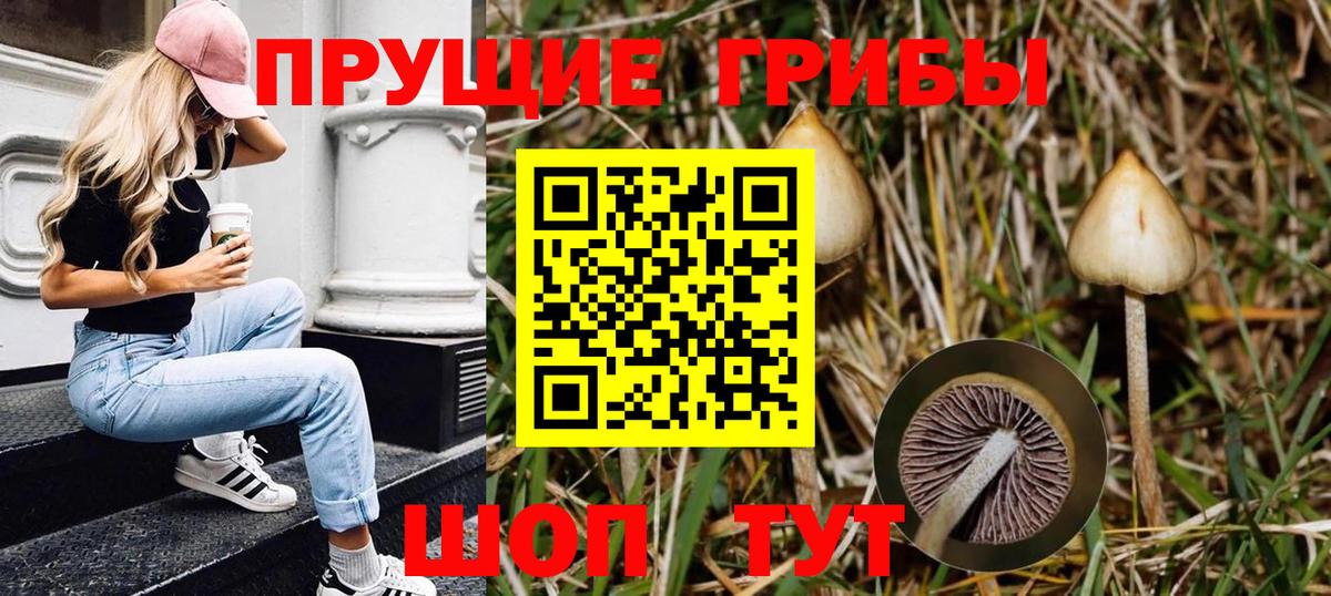Галлюциногенные грибы Psilocybe Ульяновск